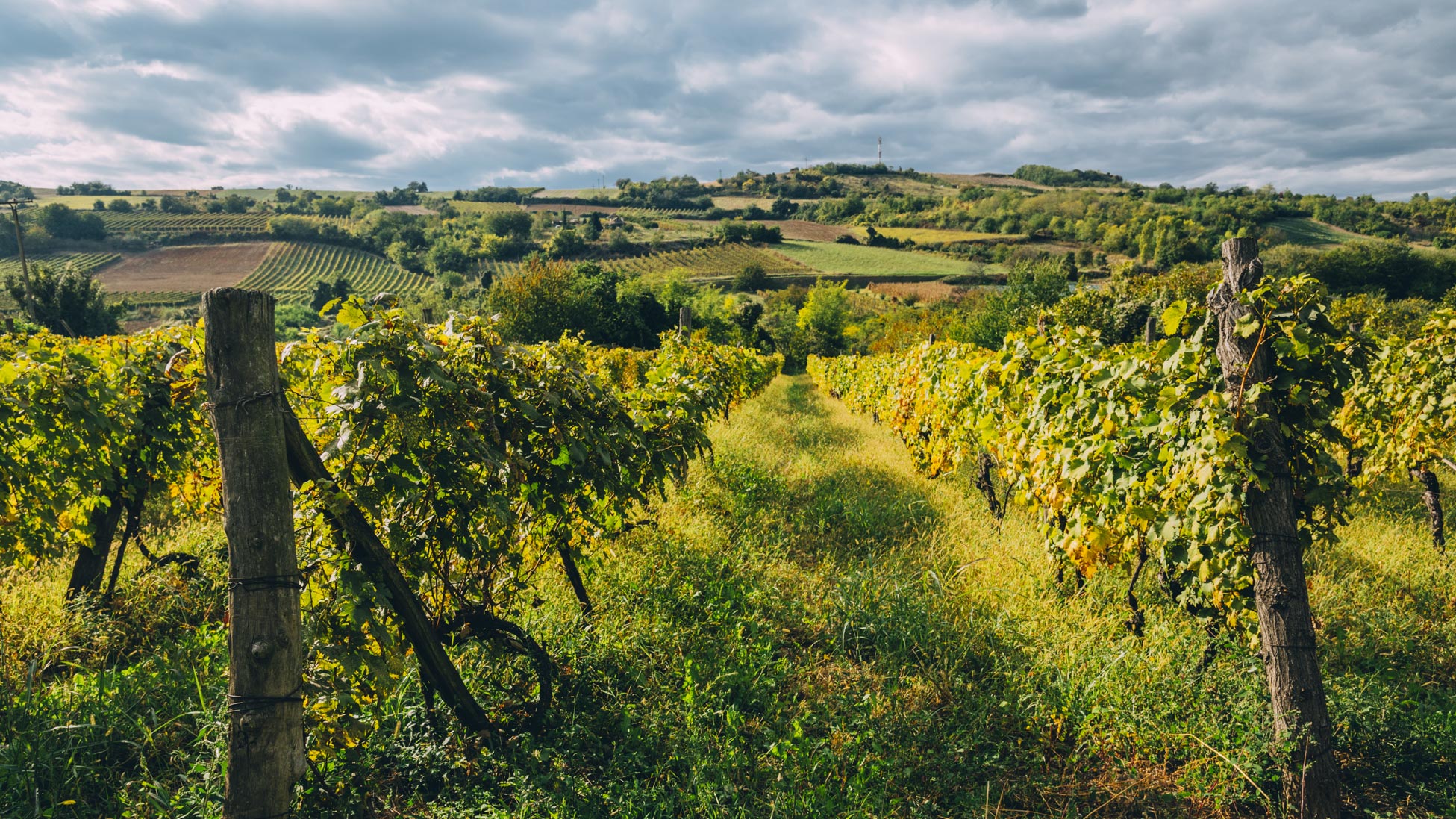 Vinogradarski rejoni Srbije I Tamo gde vinski zanos počinje